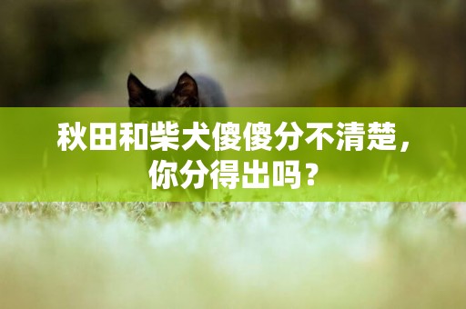 秋田和柴犬傻傻分不清楚，你分得出嗎？
