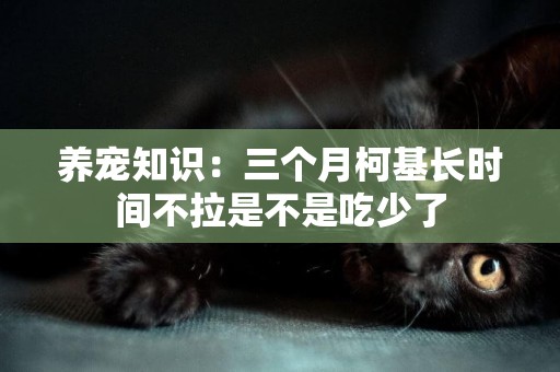 養寵知識：三個月柯基長時間不拉是不是吃少了