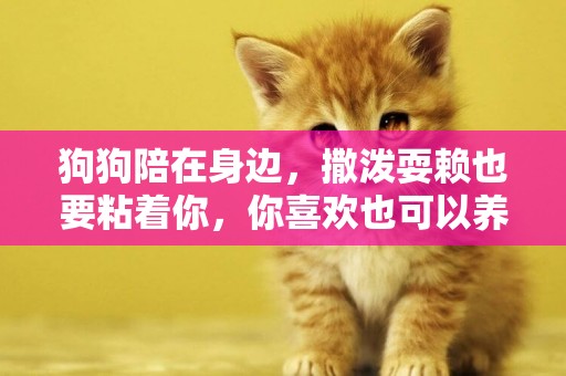 狗狗陪在身邊，撒潑耍賴也要粘著你，你喜歡也可以養一只