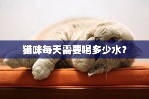 貓咪每天需要喝多少水？
