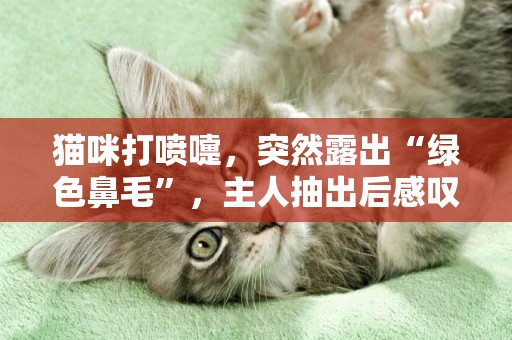 貓咪打噴嚏，突然露出“綠色鼻毛”，主人抽出后感嘆：好長！