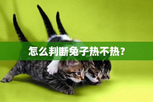 怎么判斷兔子熱不熱？