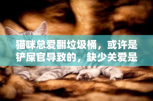 貓咪總愛翻垃圾桶，或許是鏟屎官導致的，缺少關愛是最主要的原因