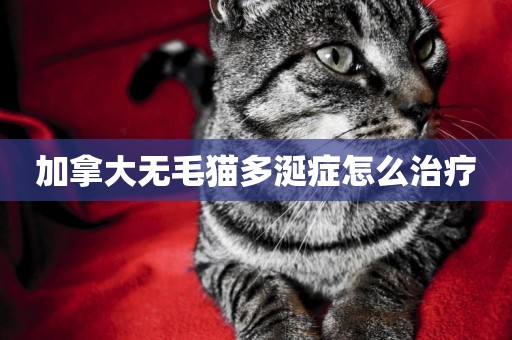 加拿大無毛貓多涎癥怎么治療