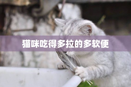 貓咪吃得多拉的多軟便