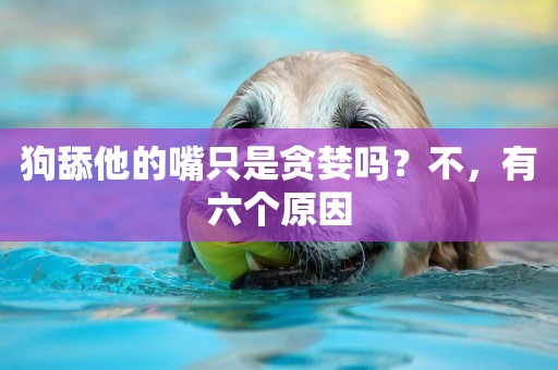 狗舔他的嘴只是貪婪嗎？不，有六個原因