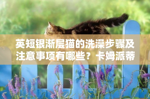 英短銀漸層貓的洗澡步驟及注意事項有哪些？卡姆派蒂告訴您！