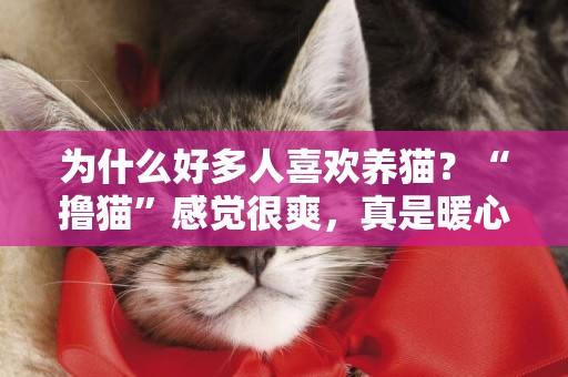 為什么好多人喜歡養貓？“擼貓”感覺很爽，真是暖心小可愛