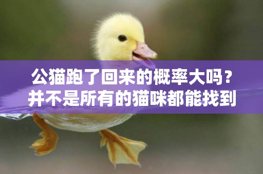公貓跑了回來的概率大嗎？并不是所有的貓咪都能找到回家的路！