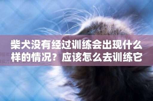 柴犬沒有經過訓練會出現什么樣的情況？應該怎么去訓練它