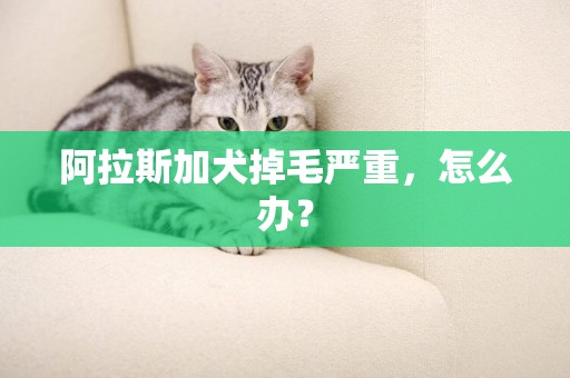 阿拉斯加犬掉毛嚴重，怎么辦？