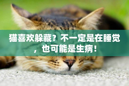 貓喜歡躲藏？不一定是在睡覺，也可能是生病！
