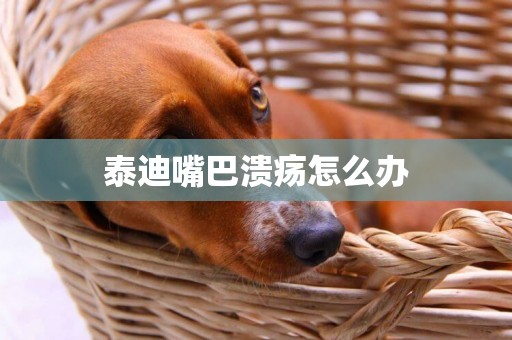 泰迪嘴巴潰瘍怎么辦