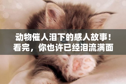 動物催人淚下的感人故事！看完，你也許已經淚流滿面了……