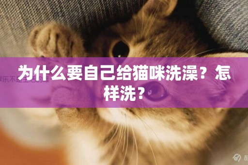 為什么要自己給貓咪洗澡？怎樣洗？