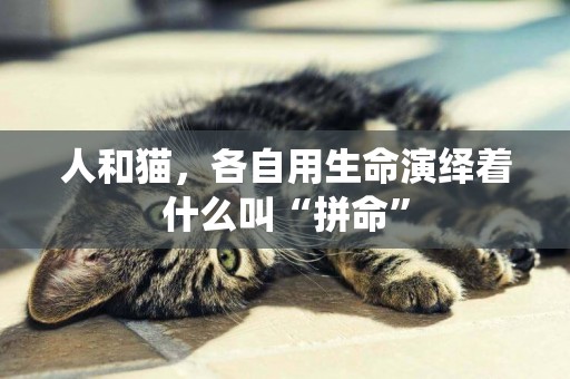 人和貓，各自用生命演繹著什么叫“拼命”