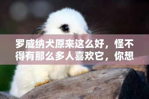 羅威納犬原來這么好，怪不得有那么多人喜歡它，你想不想養！