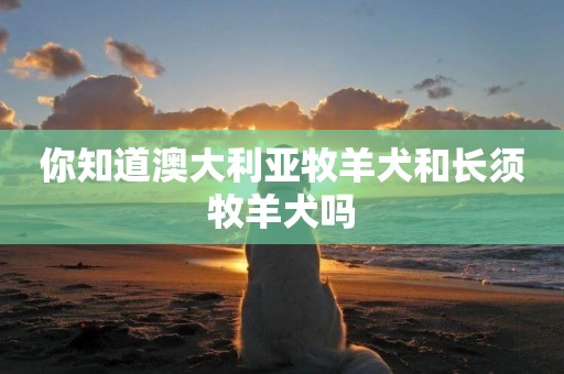 你知道澳大利亞牧羊犬和長須牧羊犬嗎