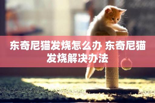 東奇尼貓發燒怎么辦 東奇尼貓發燒解決辦法