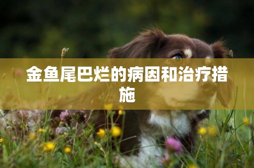 金魚尾巴爛的病因和治療措施