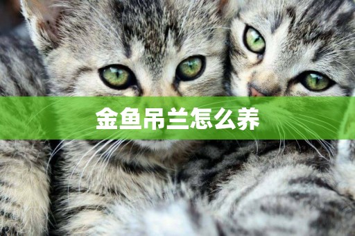 金魚吊蘭怎么養