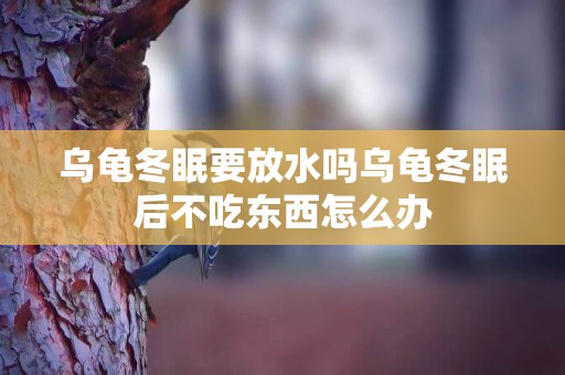 烏龜冬眠要放水嗎烏龜冬眠后不吃東西怎么辦