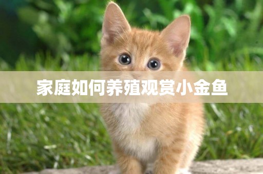 家庭如何養殖觀賞小金魚