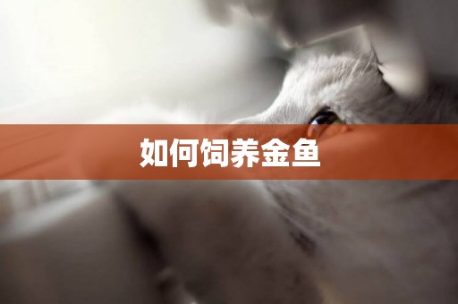如何飼養金魚