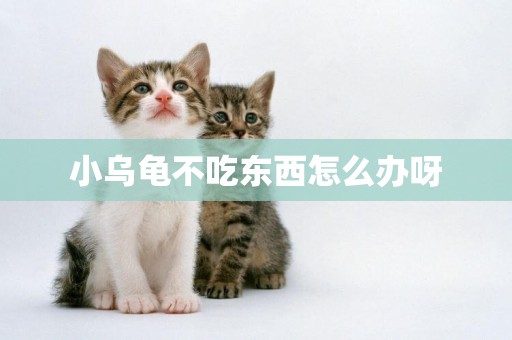 小烏龜不吃東西怎么辦呀