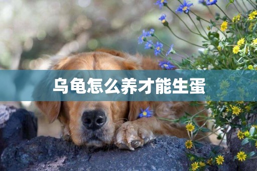 烏龜怎么養才能生蛋