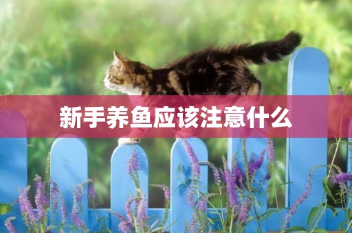 新手養魚應該注意什么