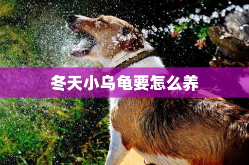 冬天小烏龜要怎么養