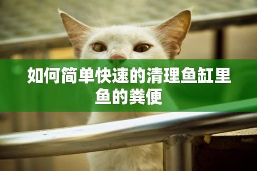如何簡單快速的清理魚缸里魚的糞便