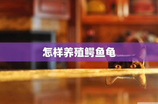怎樣養殖鱷魚龜
