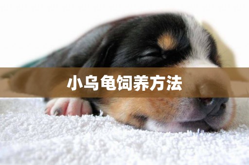 小烏龜飼養方法