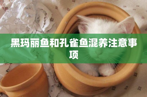 黑瑪麗魚和孔雀魚混養注意事項