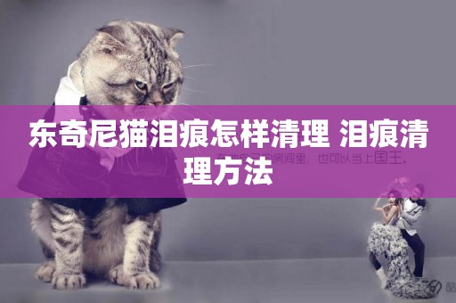 東奇尼貓淚痕怎樣清理 淚痕清理方法