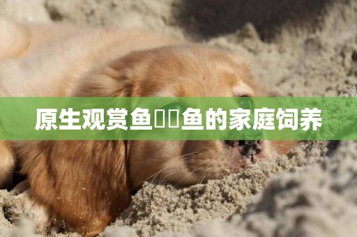 原生觀賞魚鳑鲏魚的家庭飼養