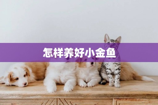 怎樣養好小金魚