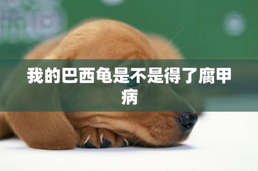 我的巴西龜是不是得了腐甲病