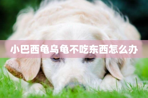 小巴西龜烏龜不吃東西怎么辦