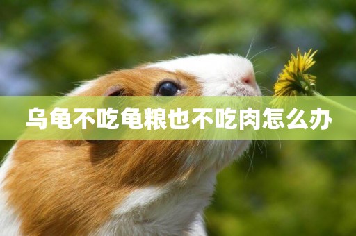 烏龜不吃龜糧也不吃肉怎么辦