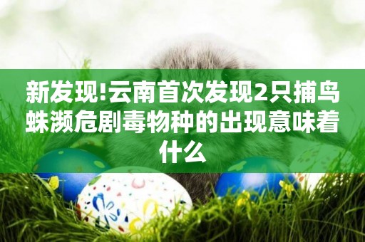 新發現!云南首次發現2只捕鳥蛛瀕危劇毒物種的出現意味著什么