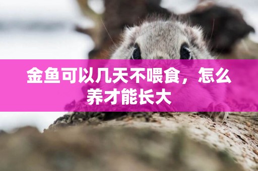 金魚可以幾天不喂食，怎么養才能長大