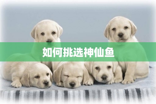 如何挑選神仙魚