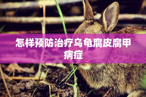 怎樣預防治療烏龜腐皮腐甲病癥