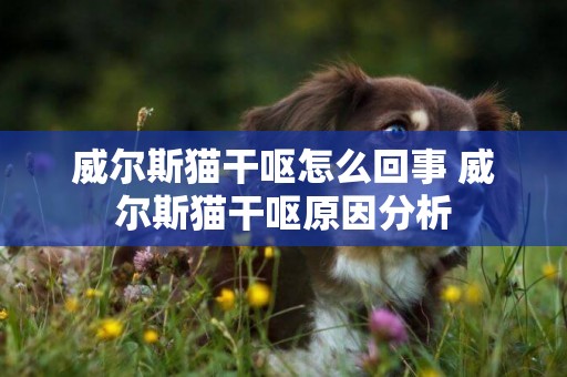 威爾斯貓干嘔怎么回事 威爾斯貓干嘔原因分析