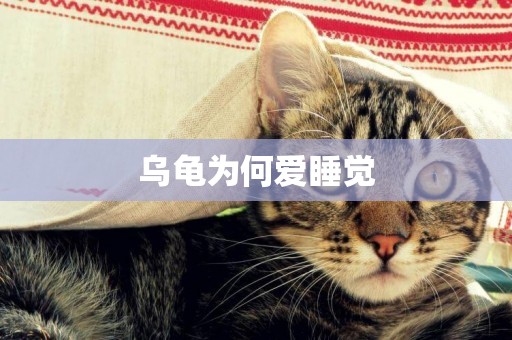 烏龜為何愛睡覺