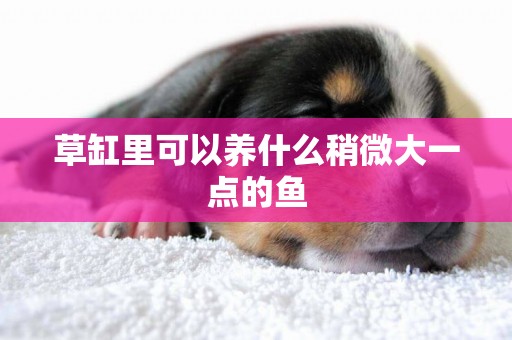 草缸里可以養什么稍微大一點的魚