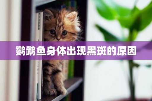 鸚鵡魚身體出現黑斑的原因